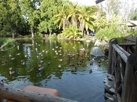 Waterfowl San Diego Safari Park