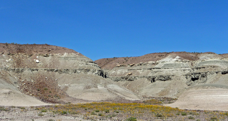 Desert Gold along highway to Death Valley