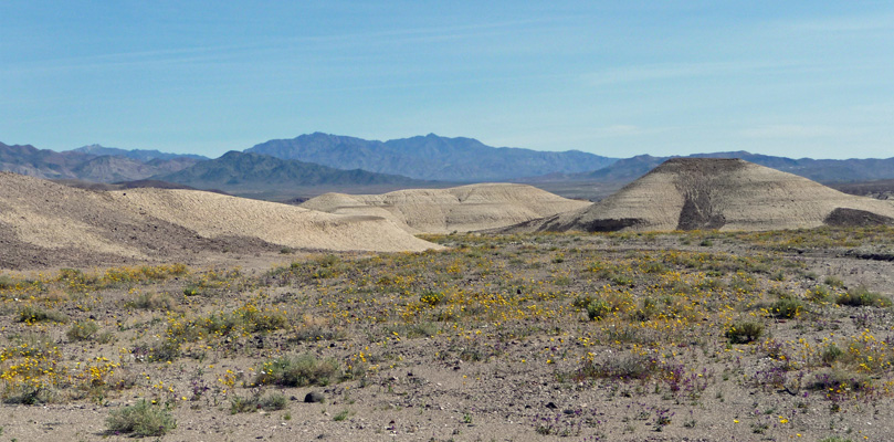 WIldflowers on road to Death Valley