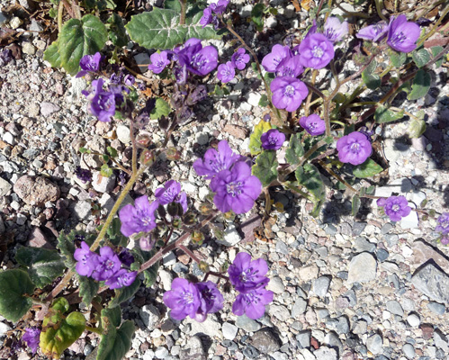 Notch-leaf Phacelia (Phacelia crenulata)