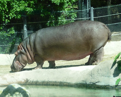 Hippo San Diego Zoo