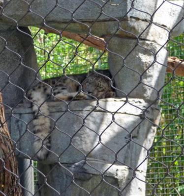 Snow Leopard San Diego Zoo