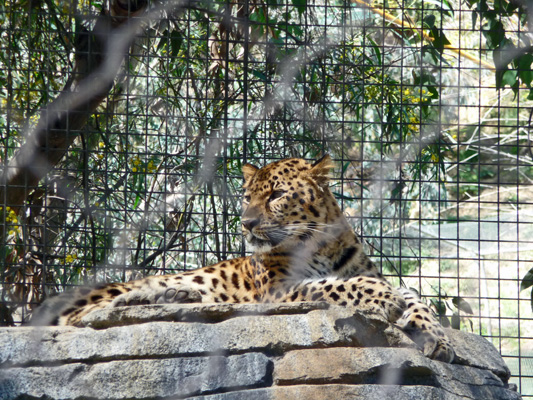 Snow Leopard San Diego Zoo