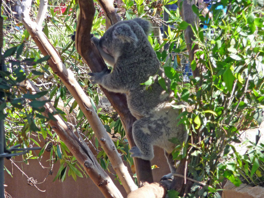 Koala on the move San Diego Zoo