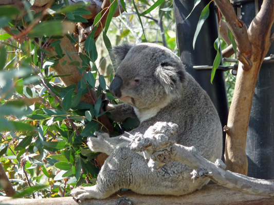 Koala San Diego Zoo