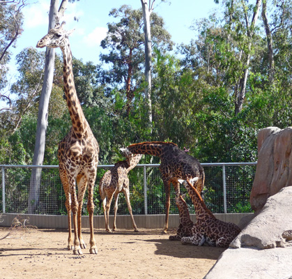 Giraffes San Diego Zoo