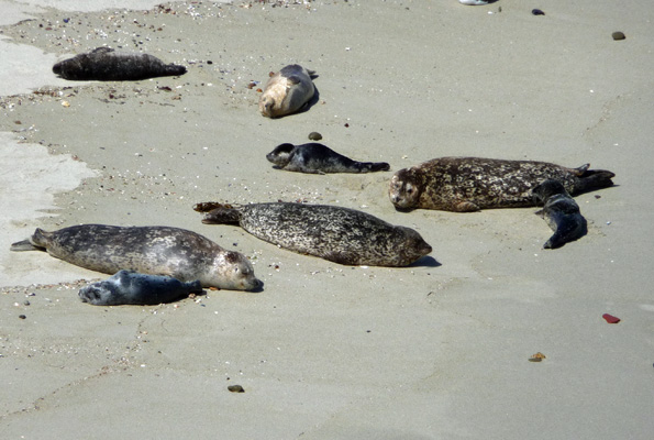 Seals Childrens Pool La Jolla CA