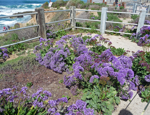 Sea Statice La Jolla CA