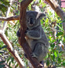 Koala San Diego Zoo