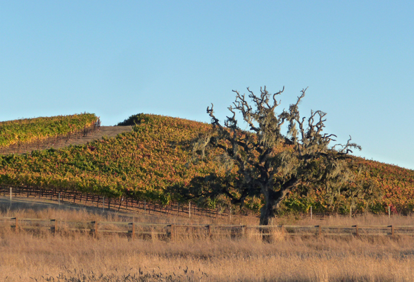 Crane Creek Regional Park Santa Rosa