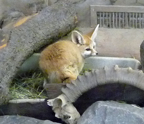 Fennec Fox San Diego Zoo Safari Park