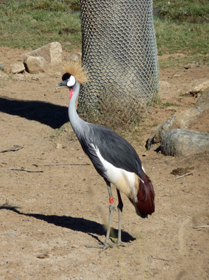 Grey Crowned Crane