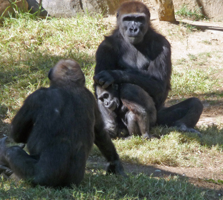 Gorillas San Diego Zoo Safari Park