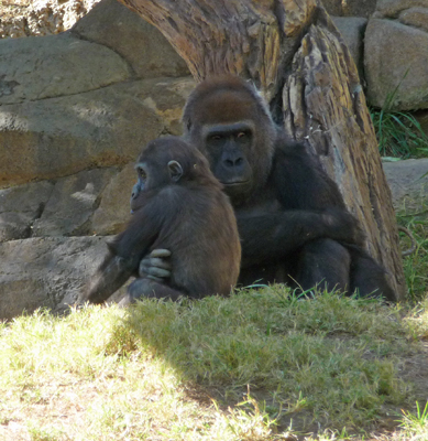 Gorillas San Diego Zoo Safari Park