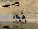 Baby Elephant San Diego Zoo Safari Park