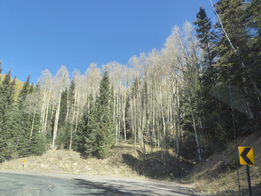 Bare aspens