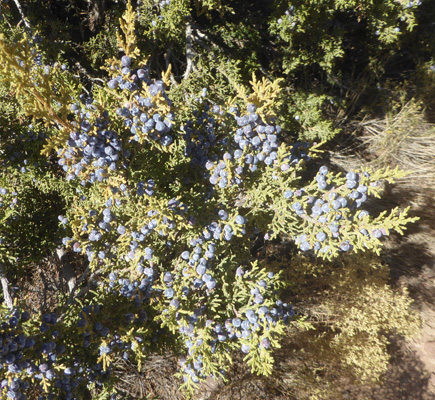 juniper berries