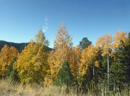 Fall color Santa Fe