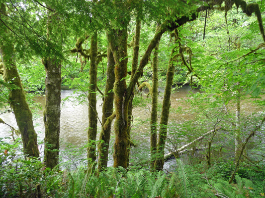 East Fork of Satsop River Schafer