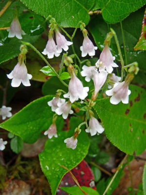 twinflower (Linnaea borealis)