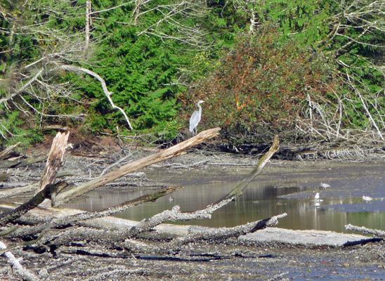 Great Blue Heron at Priest Point Park Olympia WA