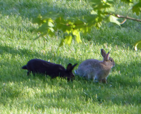 Rabbits Shenandoah Valley Campground