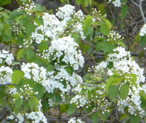 Black Cherry tree (Prunus serotina)