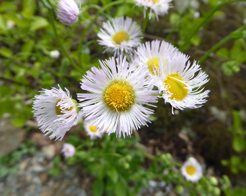 Robin’s Plantain (Erigeron pulchellus)