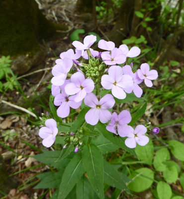  Thickleaf Phlox (Phlox carolinia)