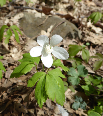 Wood Anemone (Anemone quinquefolia)