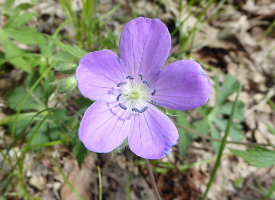 Wild Geranium (Geranium maculatum)