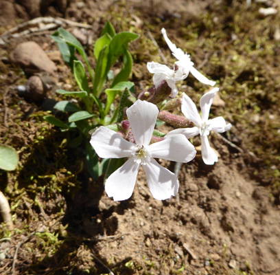 Moss Phlox (Phlox subulata)