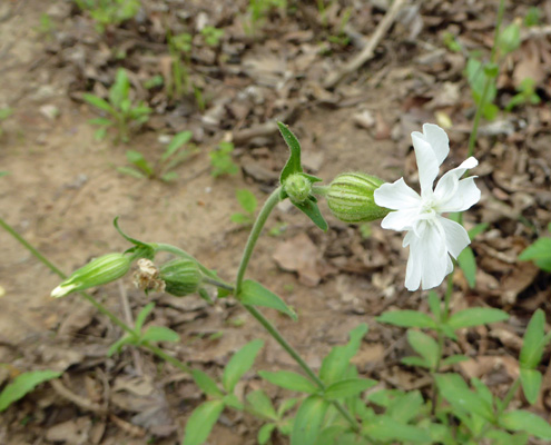 White Campion (Silene latifolia)