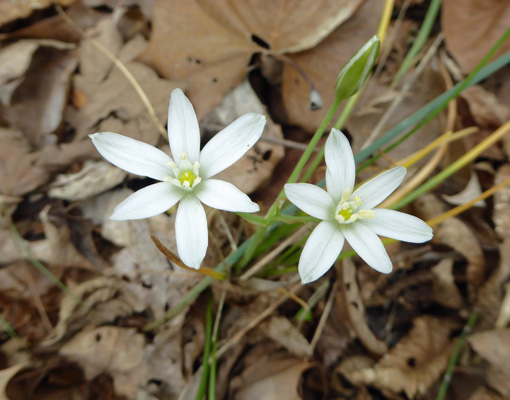 Star of Bethlehem (Ornithogalum umbellatum)