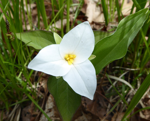 Large-flowered Trillium (Trillium grandiflorum)