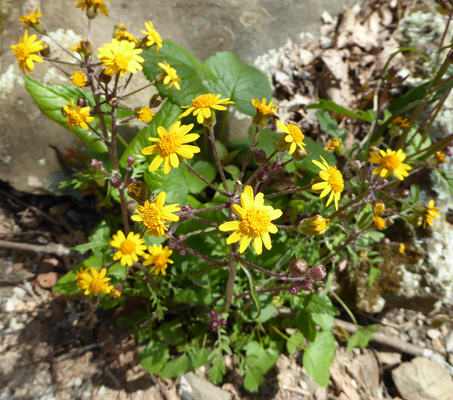 Golden Ragwort (Packera aurea)