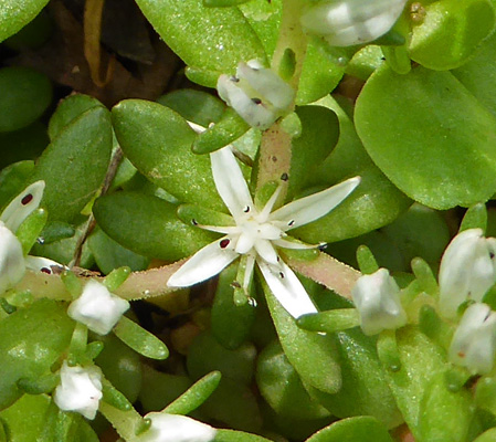 Wild Stonecrop (Sedum ternatum).