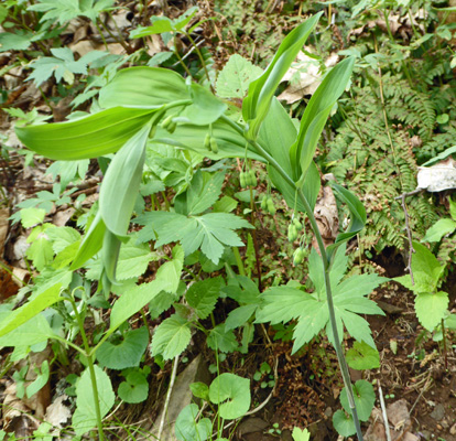 Smooth Solomon’s Seal (Polygonatum biforum)