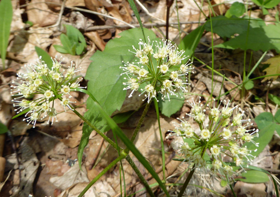 Wild Sarsaparilla (Aralia nudicaulis).