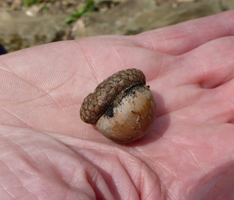 acorn