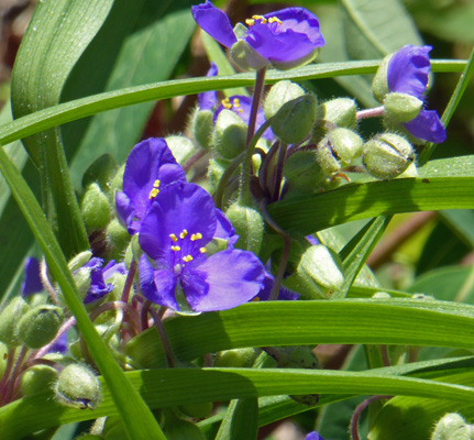 Spiderwort (Tradescantia virginiana)