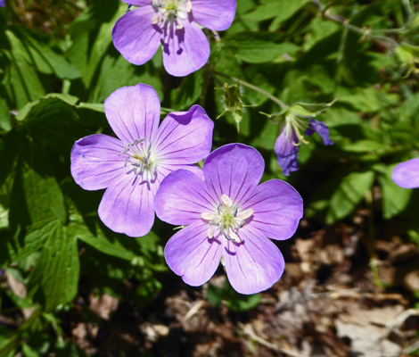 Wild Geranium (Geranium maculatum)