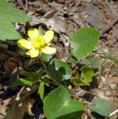 Marsh Marigolds (Caltha palustris)