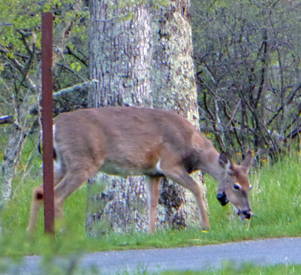 Deer with radio collar