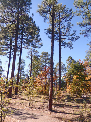 Gambel oaks fall color