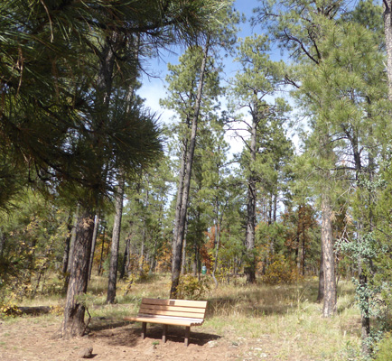 Bench at Woodland Lake Park