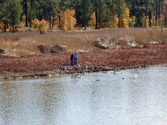 Feeding ducks