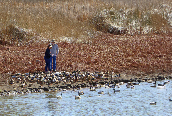 Feeding the ducks