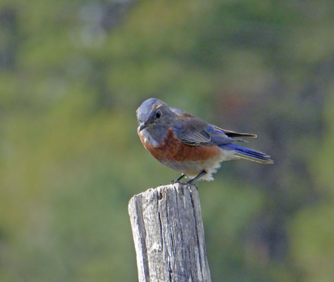 Arizona Mountain Blue Bird