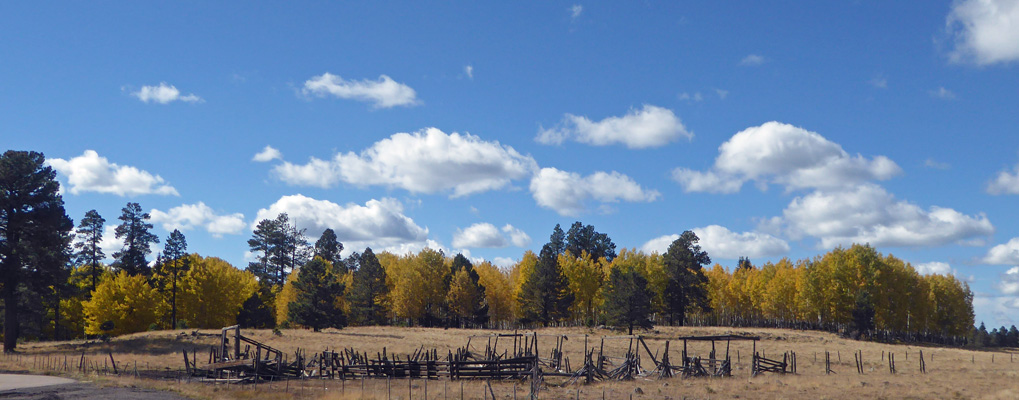 Hwy 260 AZ fall color